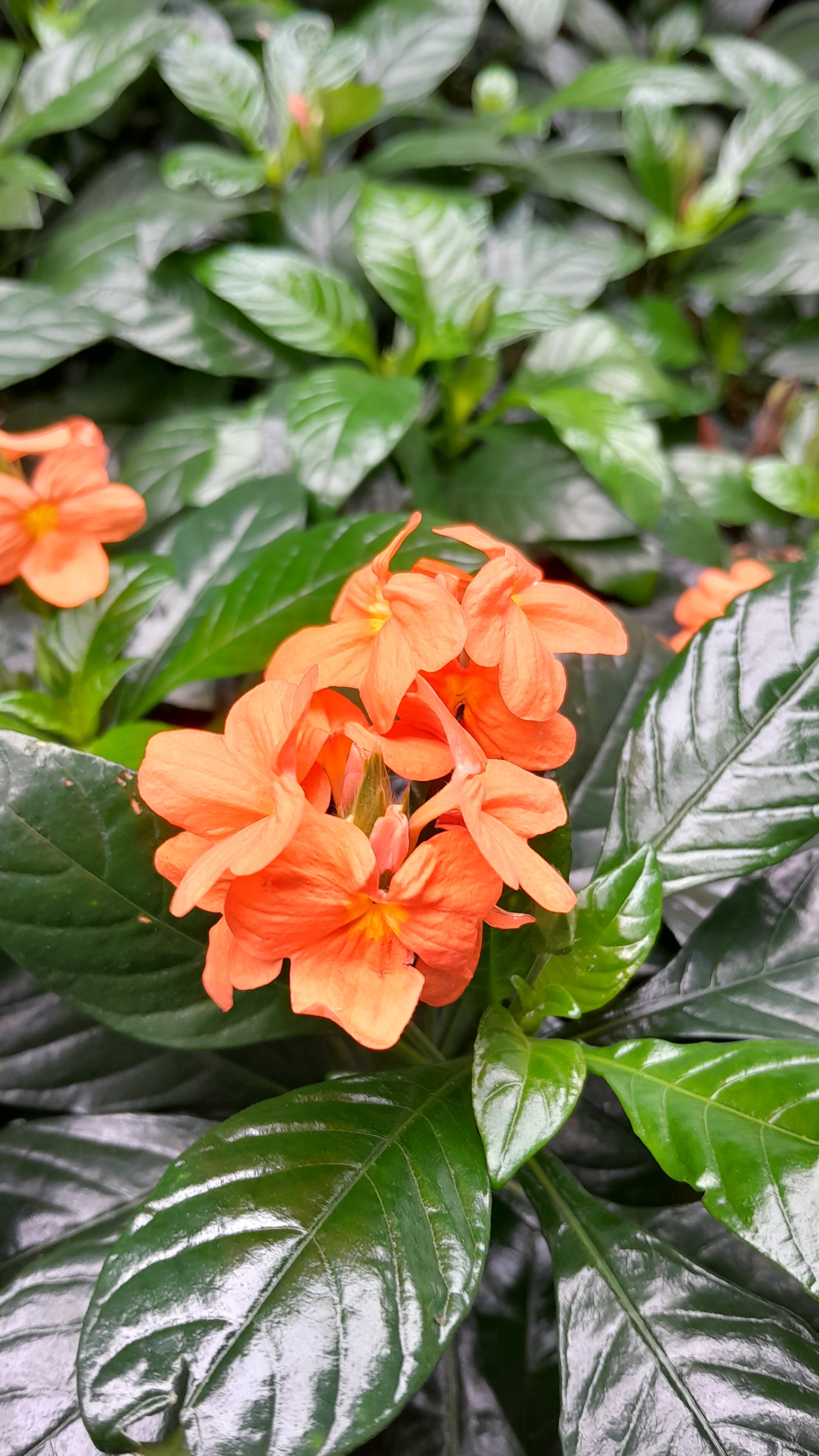 Ingin Punya Tambahan THR? Begini Cara Maksimalkan Hape Dua Jutaan 5