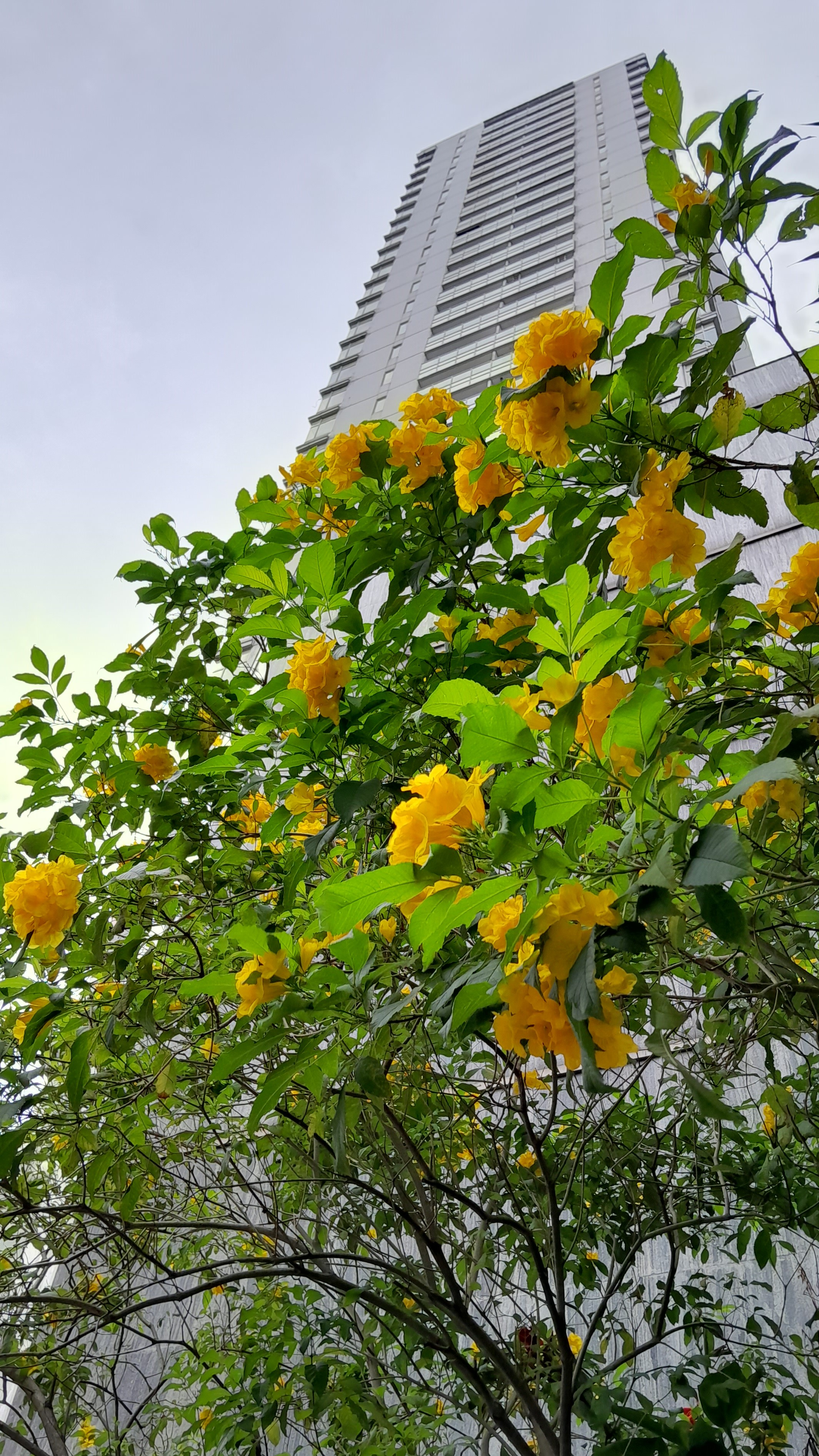 Ingin Punya Tambahan THR? Begini Cara Maksimalkan Hape Dua Jutaan 6